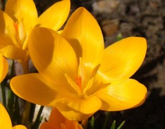 Crocus ancyrensis