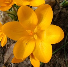 Crocus ancyrensis