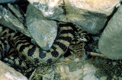Vipera aspis atra