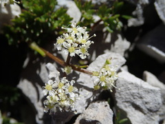 Gingidia decipiens