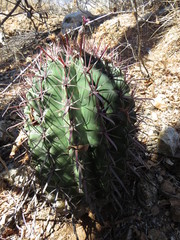Ferocactus recurvus