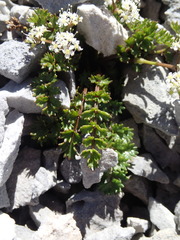 Gingidia decipiens