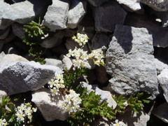 Gingidia decipiens