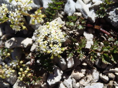 Gingidia decipiens