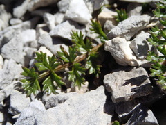 Gingidia decipiens