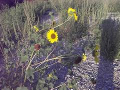 Helianthus annuus