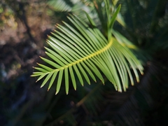 Dioon edule