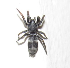 Latonigena