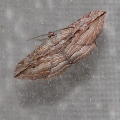 Austrocidaria gobiata