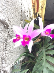Laelia anceps