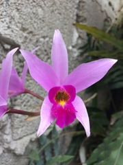 Laelia anceps