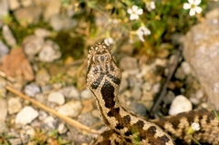 Vipera walser