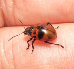 Typophorus basalis