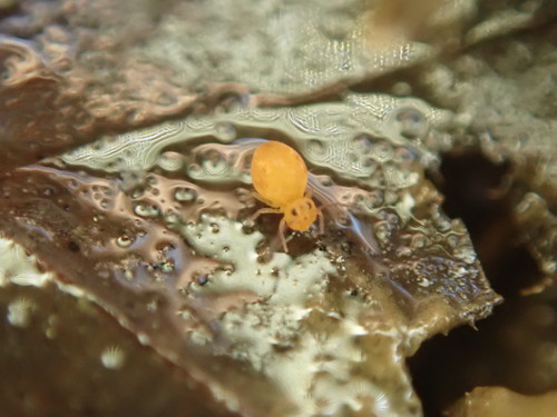 Dicyrtomidae