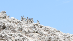 Spheniscus humboldti