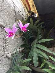 Laelia anceps