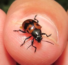 Typophorus basalis