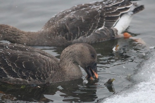 Ánsar campestre de la tundra (Anser serrirostris)