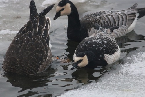 Barnacla cariblanca (Branta leucopsis)