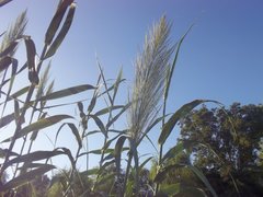 Arundo donax