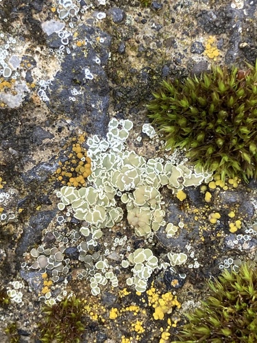 lekanora (Myriolecis)