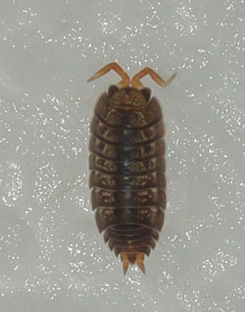 Pillbug
