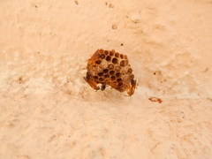 Mischocyttarus cerberus