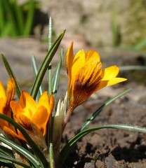 Crocus olivieri balansae