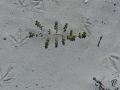 Atriplex billardierei