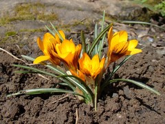 Crocus olivieri balansae