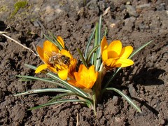 Crocus olivieri balansae