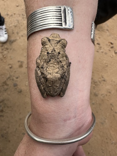 Grey Foam-nest Tree Frog