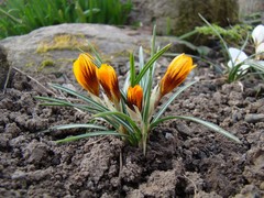 Crocus olivieri balansae