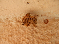 Mischocyttarus cerberus