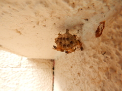 Mischocyttarus cerberus