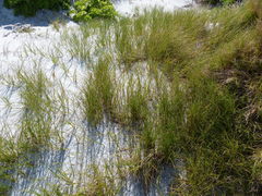 Poa chathamica