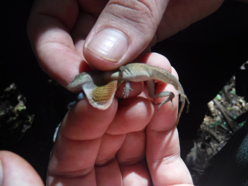 Anolis cupreus