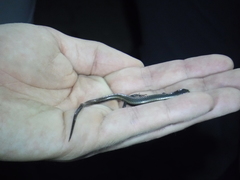 Marisora brachypoda