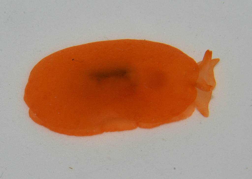 Orange Gumdrop
