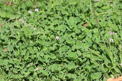 Trifolium amabile