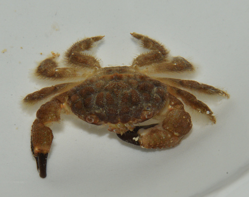 Pilodius areolatus