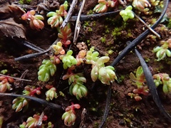 Crassula connata