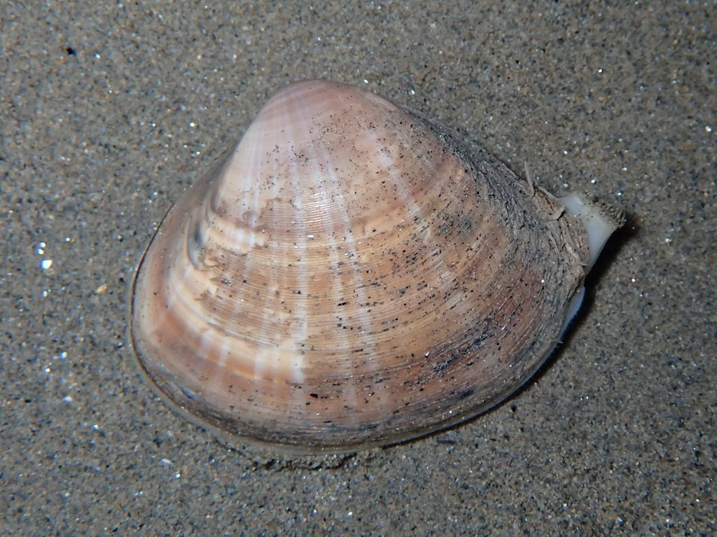 Rayed Trough Shell, photo 1 of 10