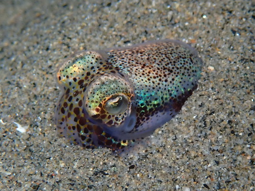 Representative image of Sepiola rondeletii