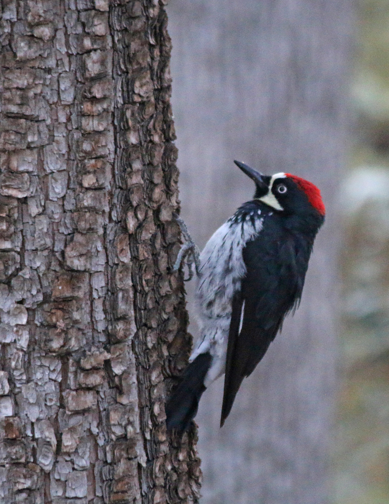 Acorn Woodpecker from Pima County, AZ, USA on August 7, 2018 at 08:12 ...