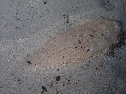 Common Sole