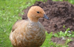 Chloephaga rubidiceps