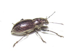 Naupactus tremolerasi