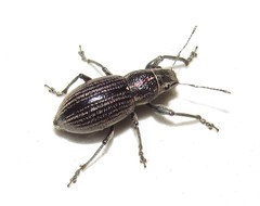 Naupactus tremolerasi