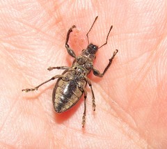 Naupactus tremolerasi